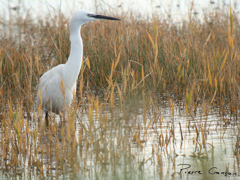 IMG_0321.JPG - Aigrette garzette - Parc du Marquenterre