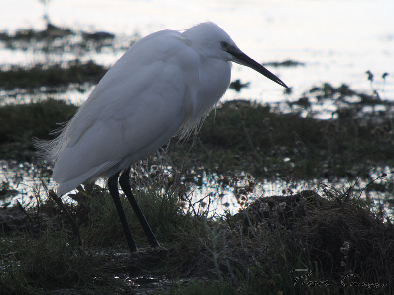 IMG_0323.JPG - Aigrette garzette - Parc du Marquenterre