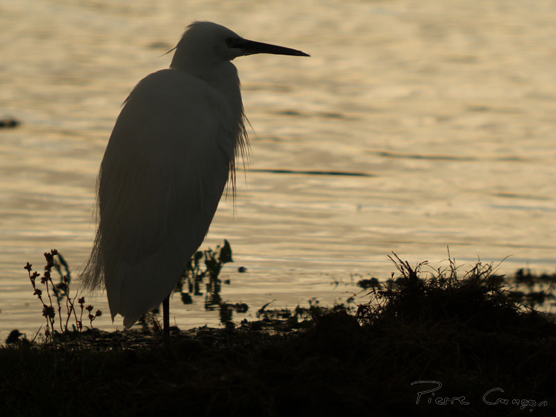IMG_0332.JPG - Aigrette garzette - Parc du Marquenterre
