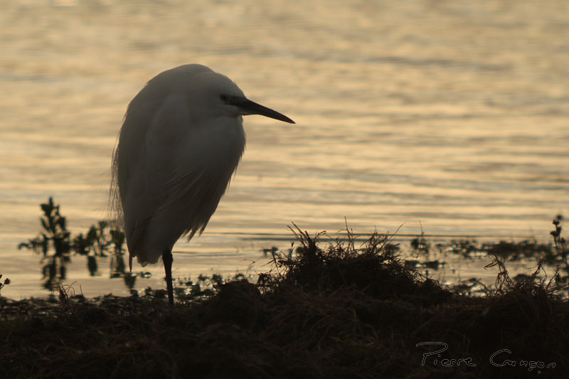 IMG_0338.JPG - Aigrette garzette - Parc du Marquenterre