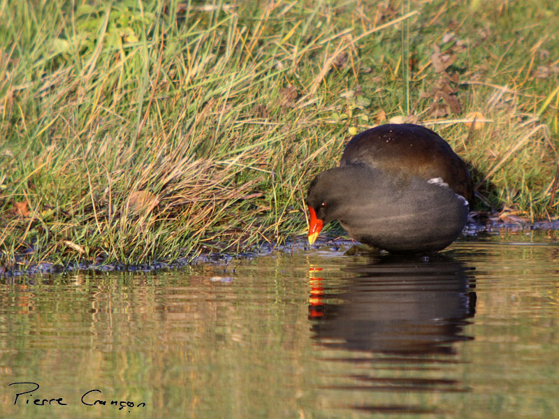 IMG_0409.JPG - Gallinule "Poule d'eau" - Parc du Marquenterre