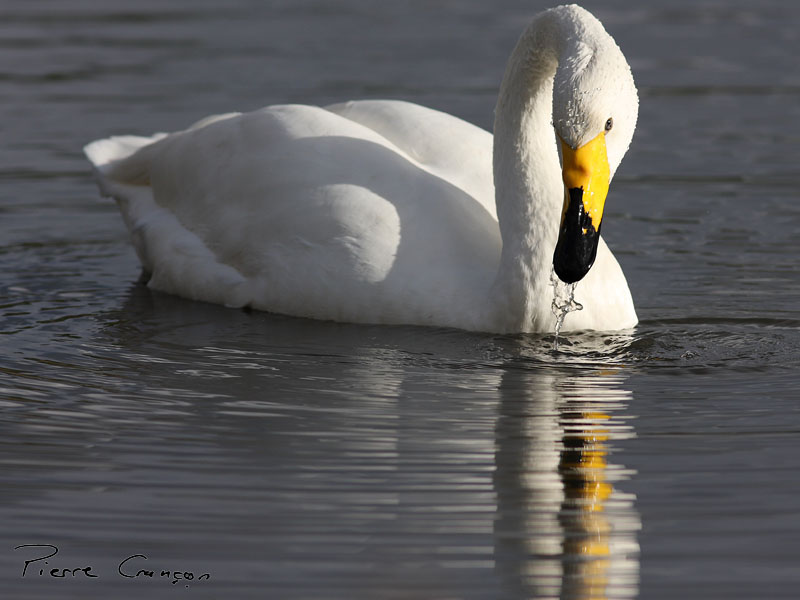 IMG_5156.JPG - Cygne chanteur - Parc du Marquenterre