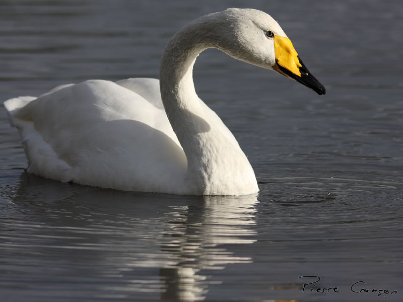 IMG_5162.JPG - Cygne chanteur - Parc du Marquenterre