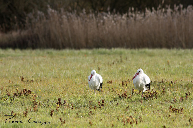 IMG_5207.JPG - Cigogne blanche - Parc du Marquenterre