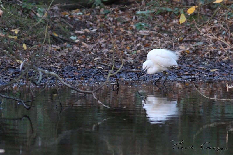 IMG_5398.JPG - Aigrette garzette - Parc du Marquenterre