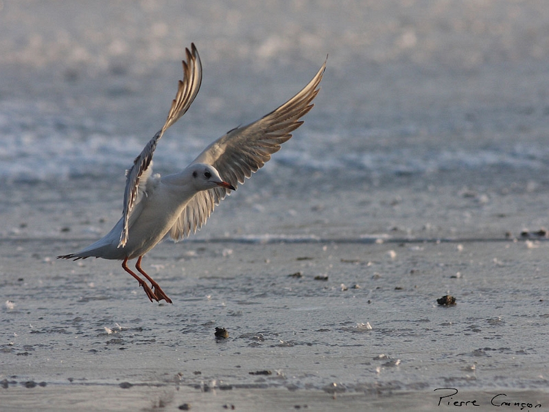 IMG_5841.JPG - Mouette rieuse