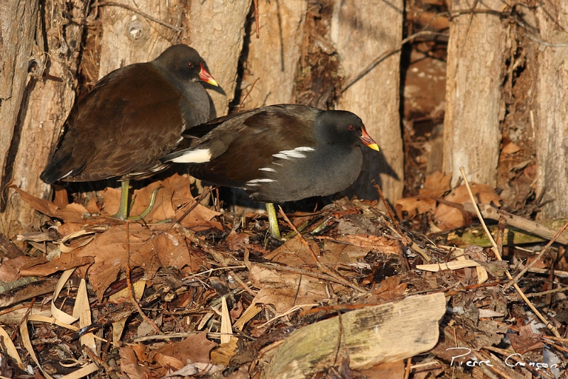 IMG_5932.JPG - Gallinule "Poule d'eau"