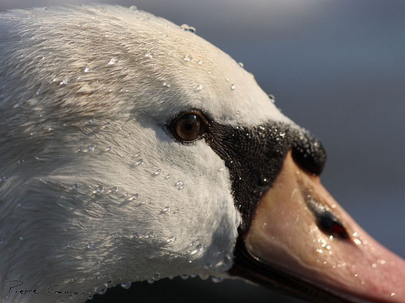 IMG_5968.JPG - Portrait, Cygne tuberculé