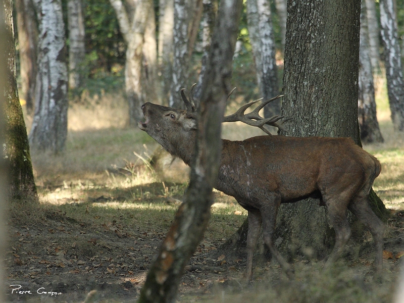 IMG_6851.JPG