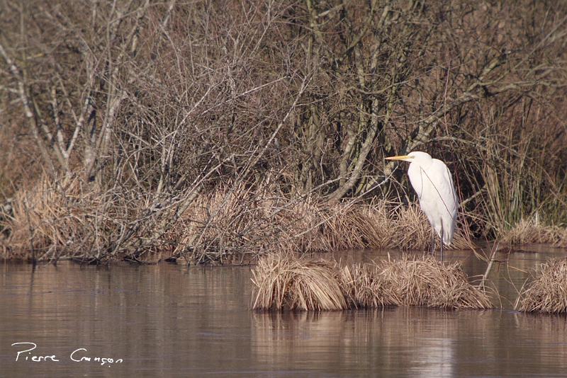 IMG_1298.JPG - Grande aigrette, étang Corbet