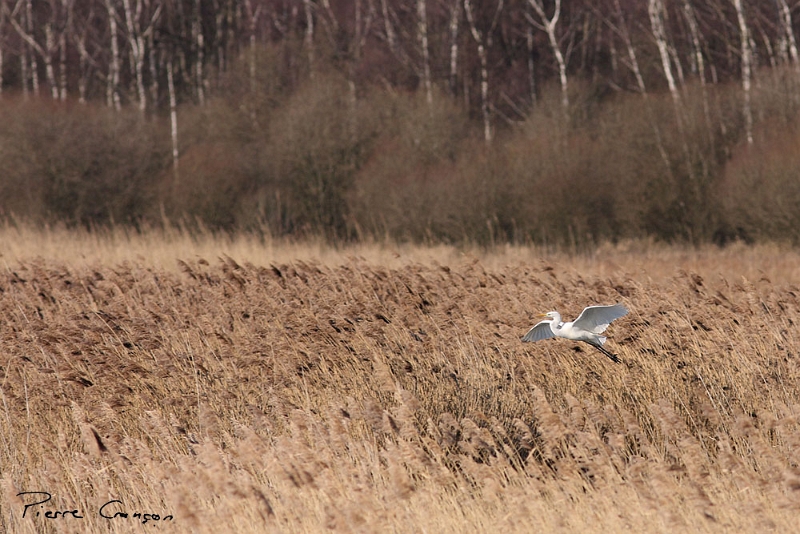 IMG_6563.JPG - Grande aigrette, étang Corbet
