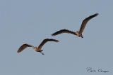 IMG_6493