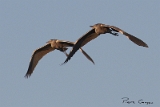 IMG_6496