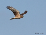 IMG_6557