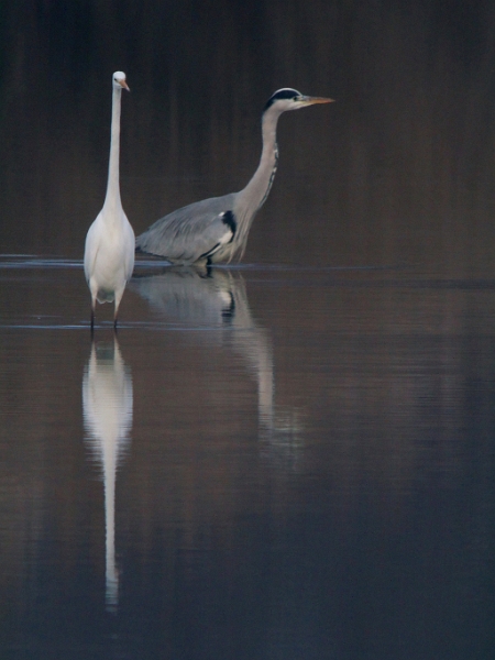 IMG_6380_raw.jpg - Grande Aigrette et héron cendré (étand Corbet)