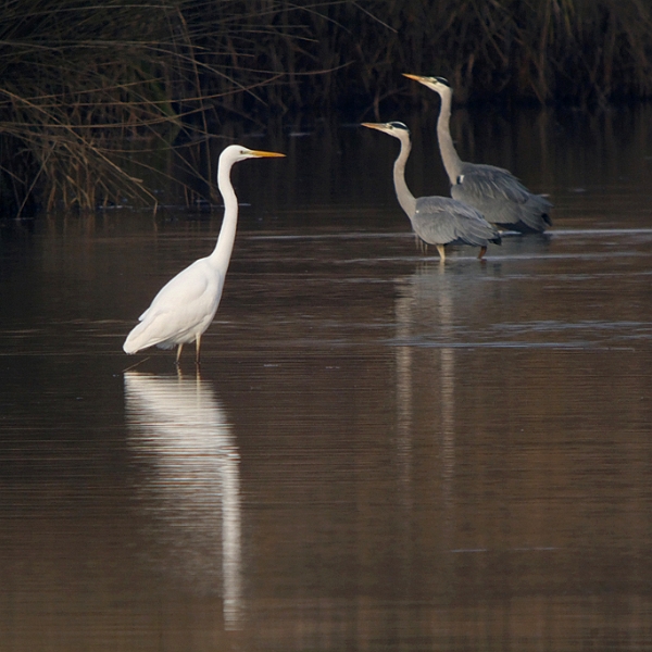 IMG_6419_raw.jpg - Grande Aigrette et hérons cendrés (étand Corbet)