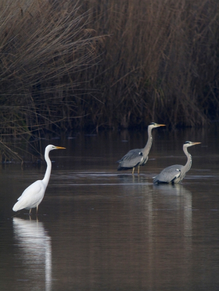 IMG_6425_raw.jpg - Grande Aigrette et hérons cendrés (étand Corbet)