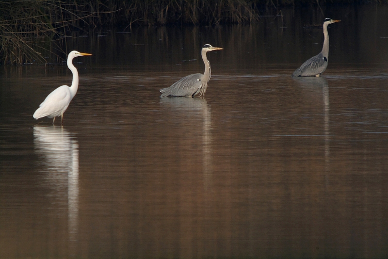 IMG_6434_raw.jpg - Etang Corbet .. en digiscopie (2500 mm) : Grande Aigrette et Hérons cendrés