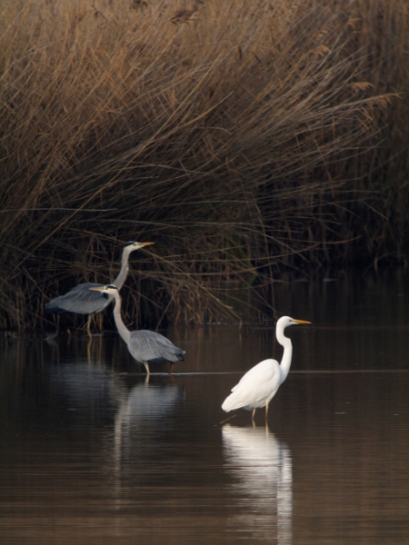 IMG_6436_raw.jpg