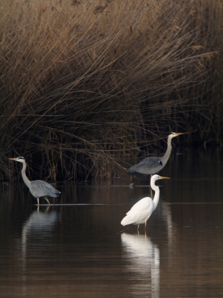 IMG_6437_raw.jpg - Grande Aigrette et hérons cendrés (étand Corbet)