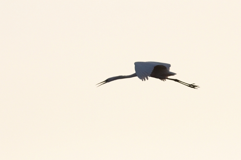 IMG_7796_raw.jpg - Grande Aigrette