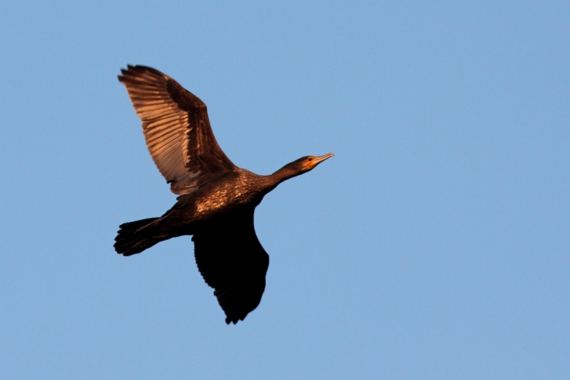 IMG_7804_raw.jpg - Grand Cormoran (Etang Corbet)