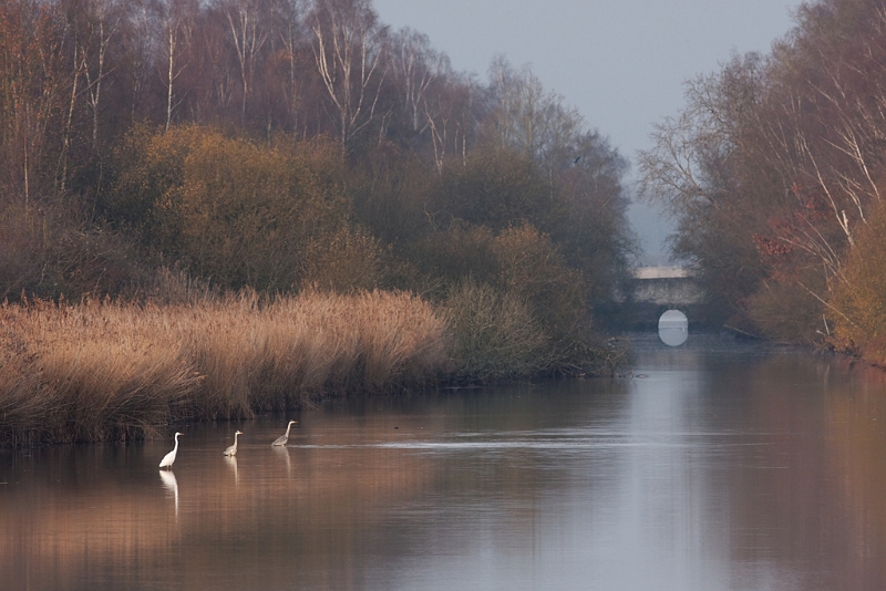 IMG_7806_raw.jpg - Etang Corbet .. au 400 mm