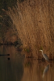 IMG_6403_raw