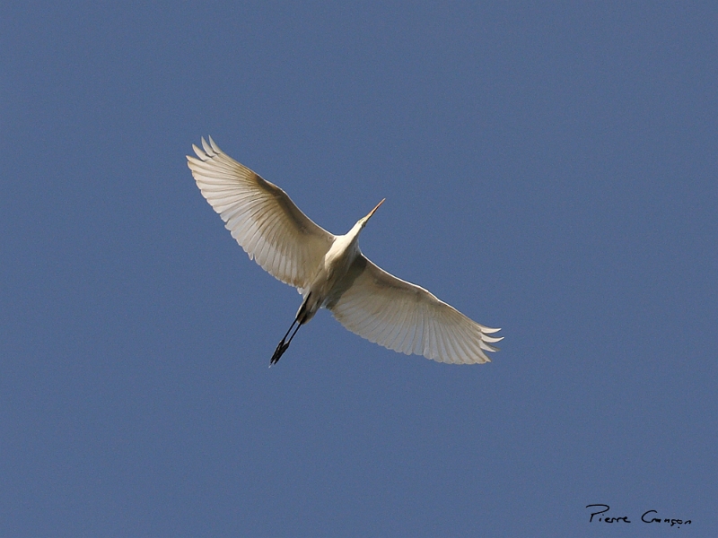 IMG_6530.jpg - Grande aigrette en vol. Etang Corbet.