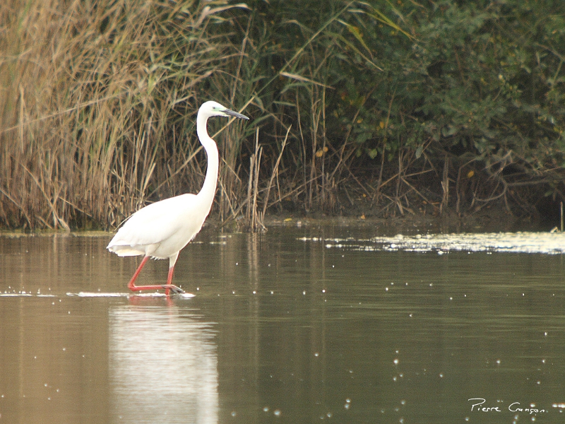 IMG_6237.JPG - Etang de Pourras : Grande aigrette atypique