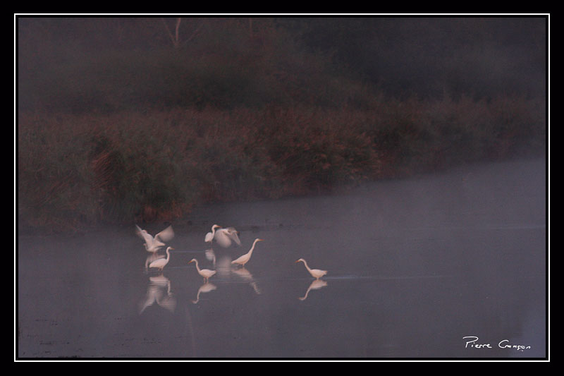 IMG_7297.JPG - Grandes aigrettes - Etang Corbet