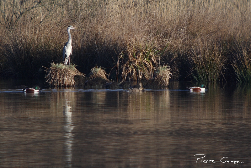 IMG_1754.JPG - Héron cendré et Canard souchet (2 males, 1 fem.), Etang Corbet