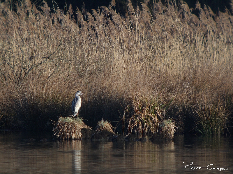 IMG_1757.JPG - Héron cendré aux premiers rayons du soleil, Etang Corbet
