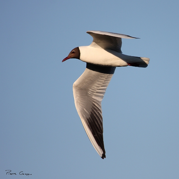 IMG_2337.JPG - Mouette rieuse, étang de Pourras