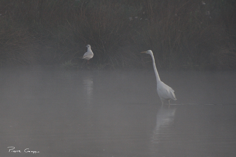 IMG_2371.JPG - Grande aigrette et Mouette rieuse, Etang Corbet