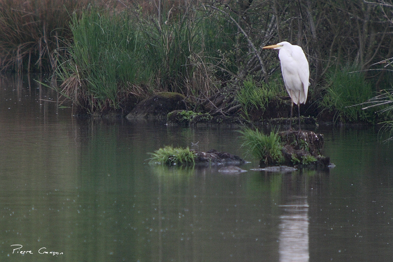 IMG_2374.JPG - Grande aigrette, Etang Corbet