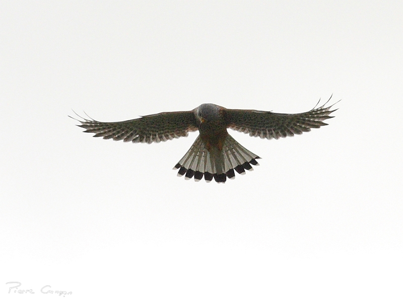IMG_9831.JPG - Faucon crécerelle (male)