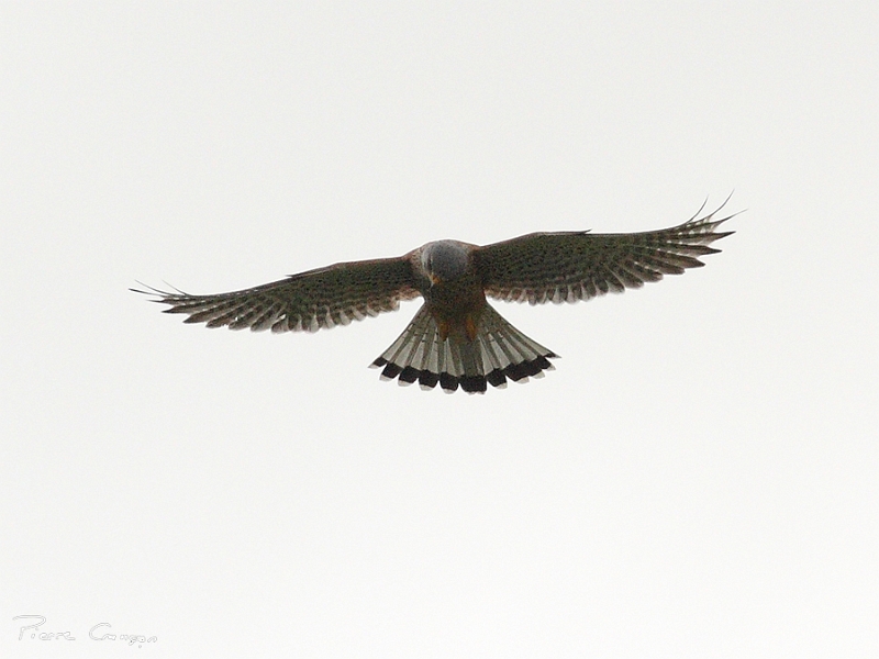 IMG_9833.JPG - Faucon crécerelle (male)