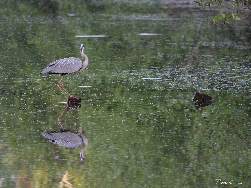 IMG_9661.JPG - Héron cendré, Etang aux Moines, Fontenay-le-Vicomte