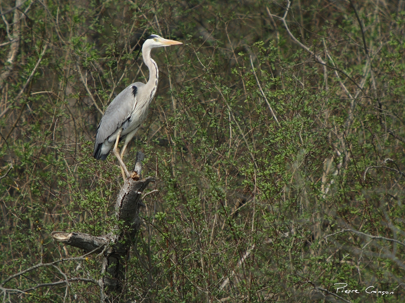 IMG_2138.JPG - Héron cendré, Etang aux Moines