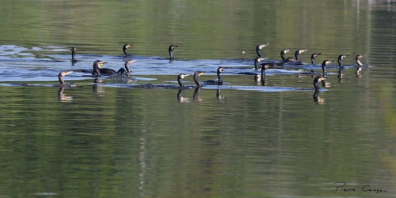 IMG_9465.JPG - Grand cormoran : pêche en groupe. Fontenay-le-Vicomte, Etang aux Moines.