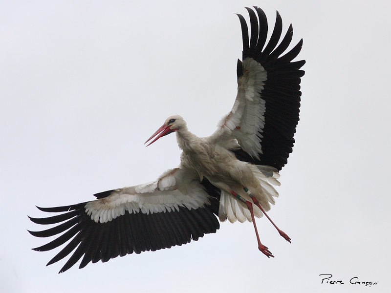 IMG_1237.JPG - Cigogne blanche