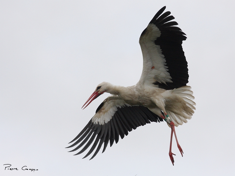 IMG_1239.JPG - Cigogne blanche