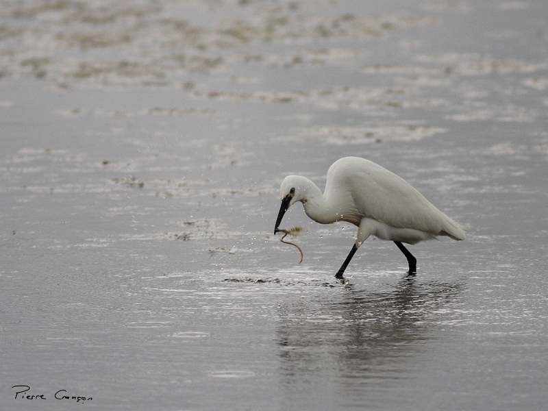 IMG_1386.JPG - Aigrette garzette