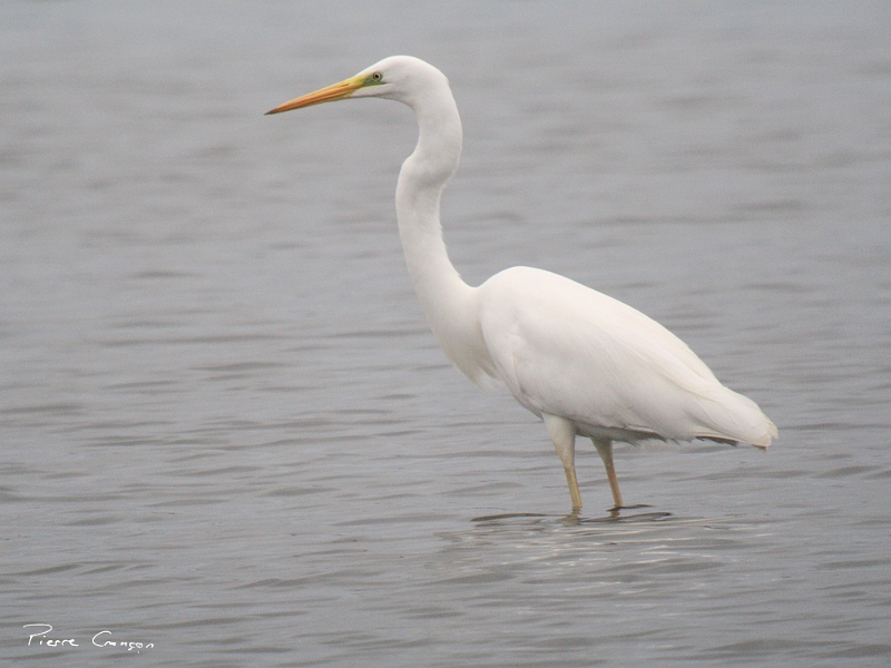 IMG_3464.JPG - Grande aigrette