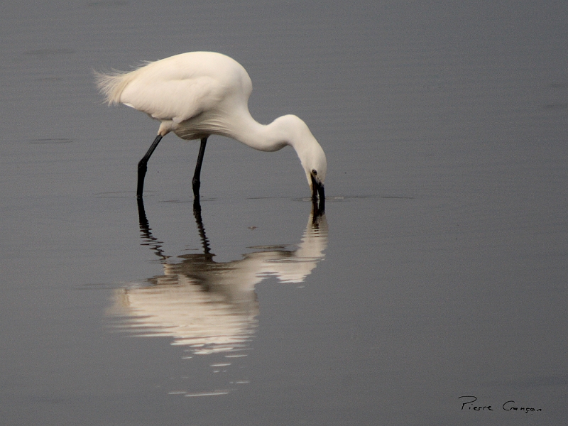 IMG_3501.JPG - Aigrette garzette