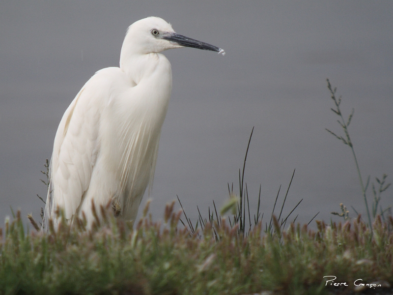 IMG_3525.JPG - Aigrette garzette