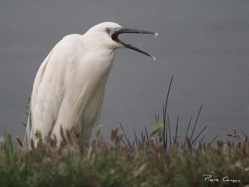 IMG_3526.JPG - Aigrette garzette