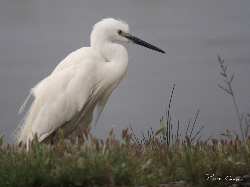 IMG_3530.JPG - Aigrette garzette