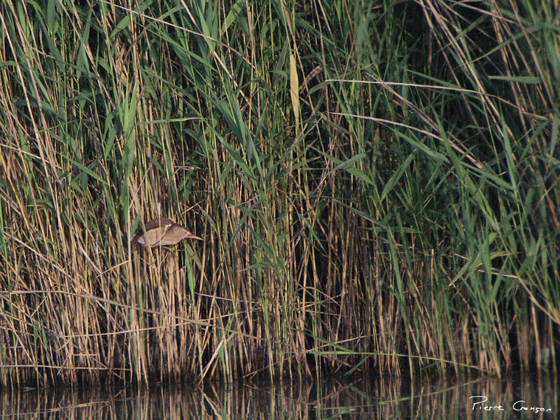 IMG_3686.JPG - Blongios nain, Etang Corbet